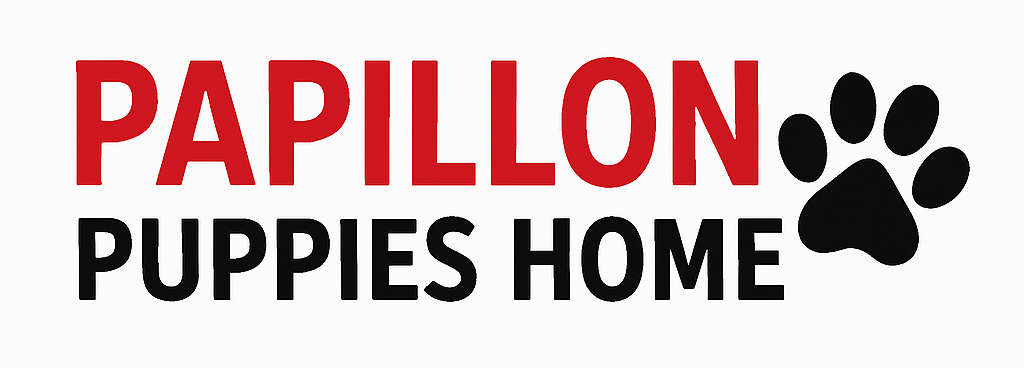Papillon Puppies Home